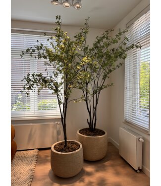 NU PUUR & GROEN Set di 2 vasi Domani "GRAZ" bianco naturale / inclusi alberi di Bucida di Silk-Ka