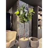 NU PUUR & GROEN Maceta Domani "Graz" negro natural / incluye Ficus Lyrata de Silk-Ka