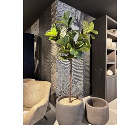 NU PUUR & GROEN Domani pot "Graz" natural black / inclusief Ficus Lyrata van Silk-Ka