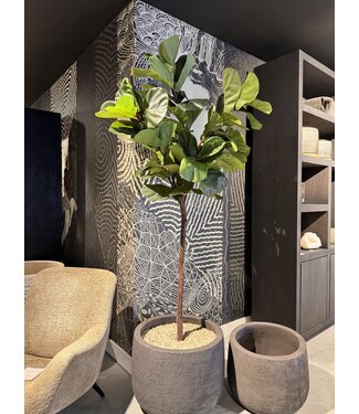 NU PUUR & GROEN Domani-potte "Graz" naturlig svart / inkludert Ficus Lyrata fra Silk-Ka