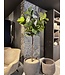 NU PUUR & GROEN Domani pot "Graz" natural black / inclusief Ficus Lyrata van Silk-Ka