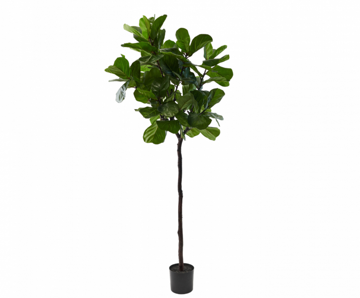 NU PUUR & GROEN Vaso Domani "Graz" nero naturale / incluso Ficus Lyrata di Silk-Ka