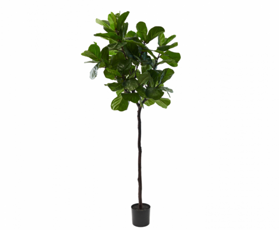NU PUUR & GROEN Maceta Domani "Graz" negro natural / incluye Ficus Lyrata de Silk-Ka
