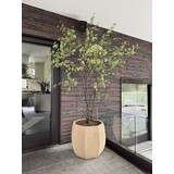 NU PUUR & GROEN Vaso Domani "ALMA" bianco naturale / incluso albero Bucida di Silk-Ka