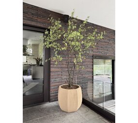 NU PUUR & GROEN Domani pot "ALMA" natural white / inclusief Bucida boom van Silk-Ka