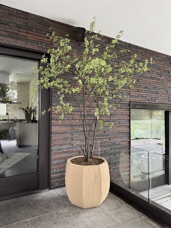 NU PUUR & GROEN Vaso Domani "ALMA" bianco naturale / incluso albero Bucida di Silk-Ka