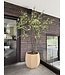 NU PUUR & GROEN Domani pot "ALMA" natural white / inclusief Bucida boom van Silk-Ka