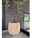 NU PUUR & GROEN Domani pot "ALMA" natural white / inclusief Bucida boom van Silk-Ka
