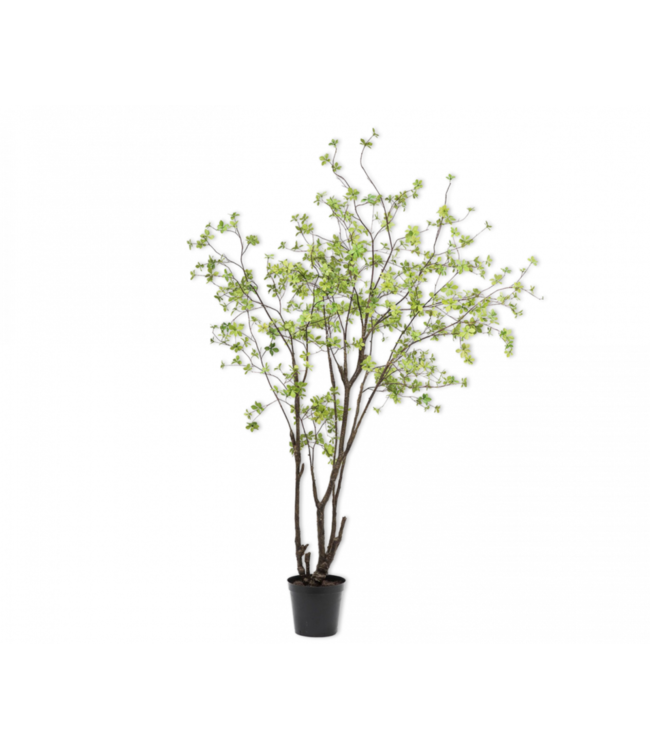 NU PUUR & GROEN Domani pot "ALMA" natural white / inclusief Bucida boom van Silk-Ka