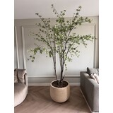 NU PUUR & GROEN Maceta Domani "Graz" blanco natural / incluye árbol Bucida de Silk-Ka