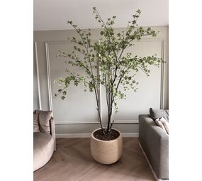 NU PUUR & GROEN Vaso Domani "Graz" bianco naturale / incluso albero Bucida di Silk-Ka