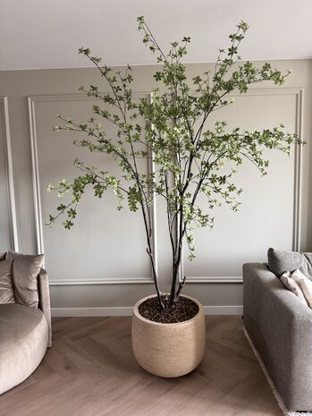 NU PUUR & GROEN Maceta Domani "Graz" blanco natural / incluye árbol Bucida de Silk-Ka