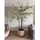 NU PUUR & GROEN Domani pot "Graz" natural white / inclusief Bucida boom van Silk-Ka