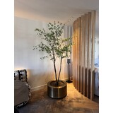 NU PUUR & GROEN "CUPRUM" ottone / incluso albero Bucida da Silk-Ka