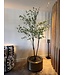 NU PUUR & GROEN "CUPRUM" pot messing / inclusief Bucida boom van Silk-Ka