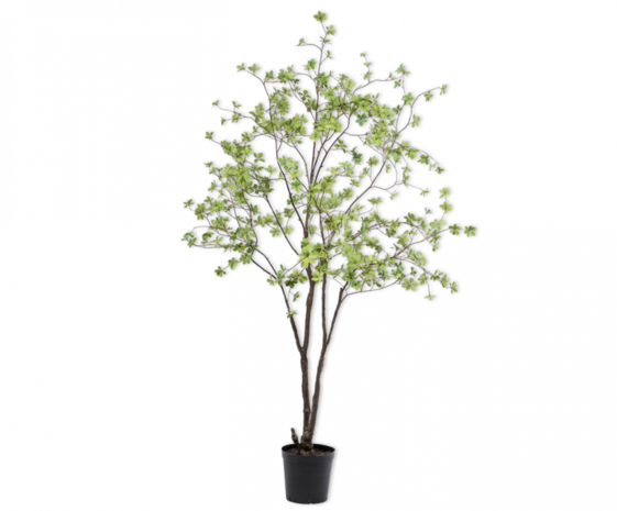 NU PUUR & GROEN Laiton pour pot « CUPRUM » / comprenant un arbre Bucida de Silk-Ka