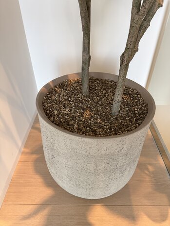 NU PUUR & GROEN Pot Domani « HELSINKI » Dune / comprenant un ficus de Silk-Ka