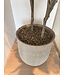 NU PUUR & GROEN Domani pot "HELSINKI" Dune / inclusief Ficus boom van Silk-Ka
