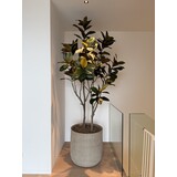 NU PUUR & GROEN Domani pot "HELSINKI" Dune / inclusief Ficus boom van Silk-Ka NU PUUR & GROEN Domani pot "HELSINKI" Dune / inclusief Ficus boom van Silk-Ka