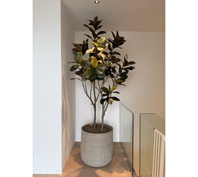 NU PUUR & GROEN Domani-Topf "HELSINKI" Dune / inklusive Ficusbaum von Silk-Ka