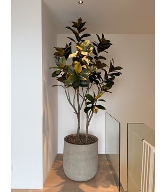 NU PUUR & GROEN Domani pot "HELSINKI" Dune / including Ficus tree from Silk-Ka