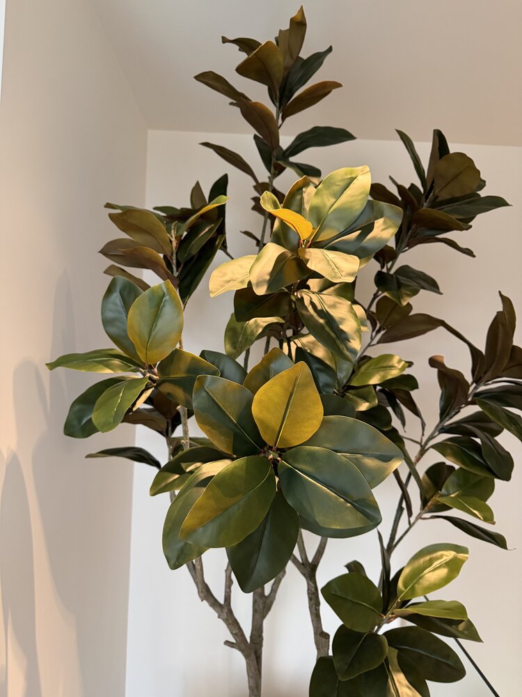 NU PUUR & GROEN Pot Domani « HELSINKI » Dune / comprenant un ficus de Silk-Ka