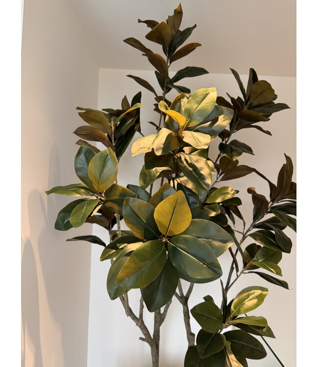 NU PUUR & GROEN Maceta Domani "HELSINKI" Dune / incluye ficus de Silk-Ka