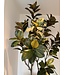 NU PUUR & GROEN Domani pot "HELSINKI" Dune / including Ficus tree from Silk-Ka
