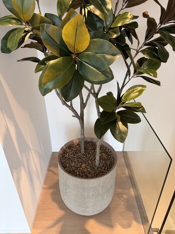 NU PUUR & GROEN Domani pot "HELSINKI" Dune / including Ficus tree from Silk-Ka