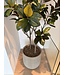 NU PUUR & GROEN Domani pot "HELSINKI" Dune / inclusief Ficus boom van Silk-Ka