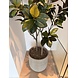 NU PUUR & GROEN Domani pot "HELSINKI" Dune / including Ficus tree from Silk-Ka