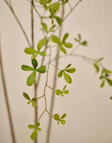 SILK-KA Artificial Bucida plant green | 235 cm