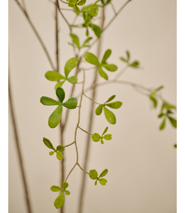 SILK-KA Kunstig Bucida-plante grønn | 235 cm