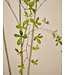 SILK-KA Kunstplant Bucida groen | 235 cm
