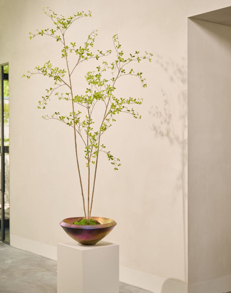 SILK-KA Künstliche Bucida-Pflanze, grün | 235 cm