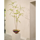 SILK-KA Planta artificial Bucida verde | 235 cm