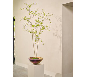 SILK-KA Kunstig Bucida-plante grønn | 235 cm SILK-KA Kunstig Bucida-plante grønn | 235 cm