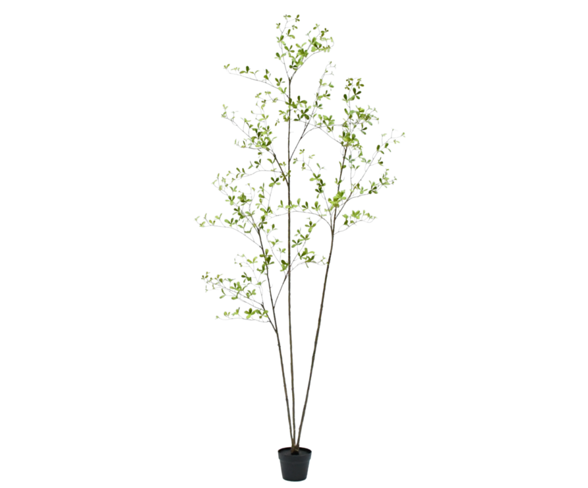 SILK-KA Pianta artificiale Bucida verde | 235 cm