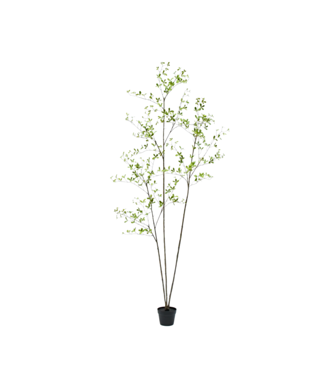 SILK-KA Kunstplant Bucida groen | 235 cm