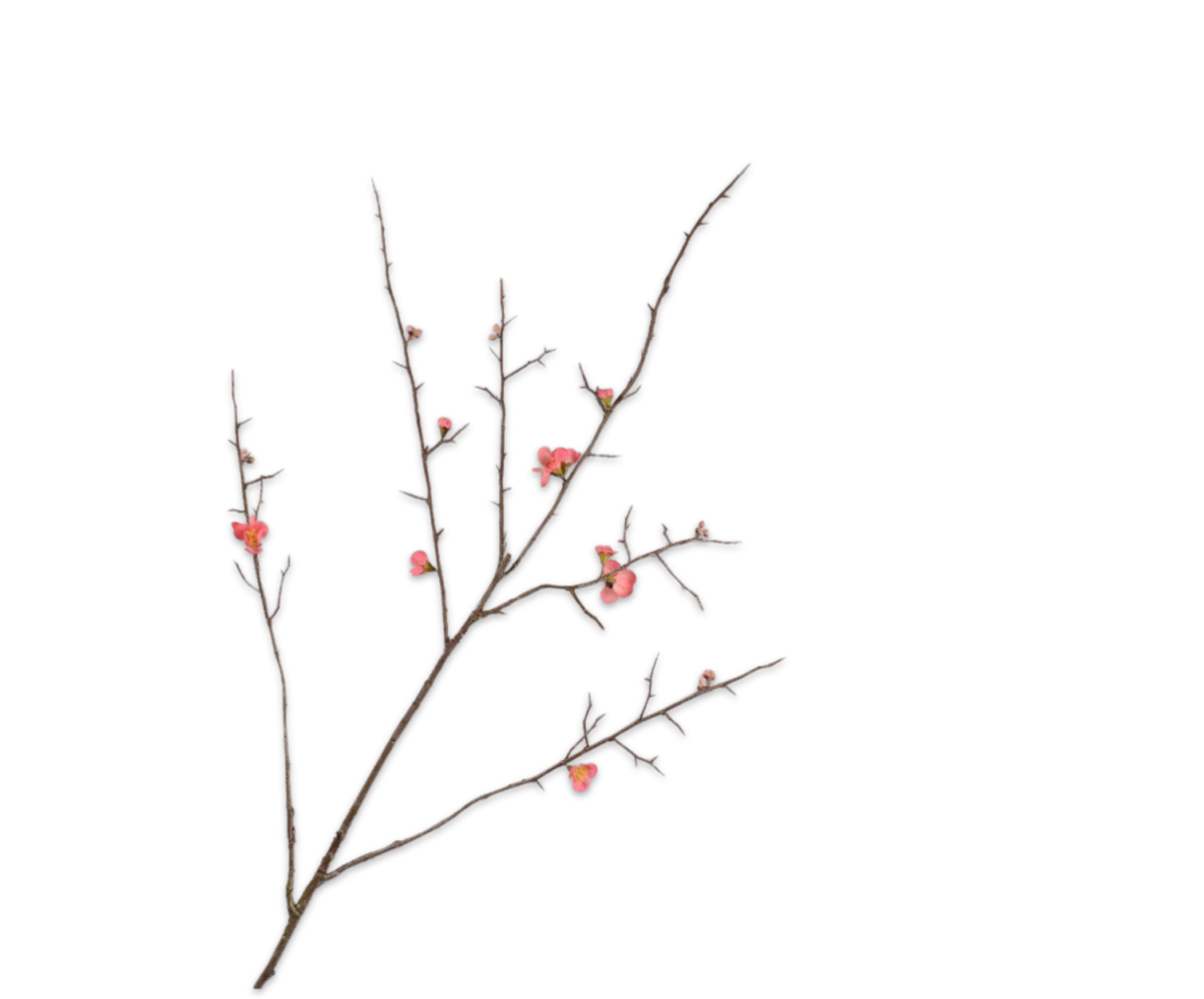 SILK-KA Belleza de la rama en flor | 121 cm
