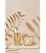 Baobab Collection Mon premier baobab | Coffret cadeau Aurum