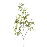 NU PUUR & GROEN Rama de Schefflera Verde | 117 cm