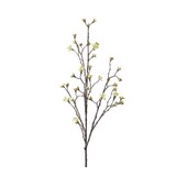 NU PUUR & GROEN Rama de arce color crema | 110 cm