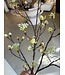 NU PUUR & GROEN Esdoorn Tak Creme | 110 cm