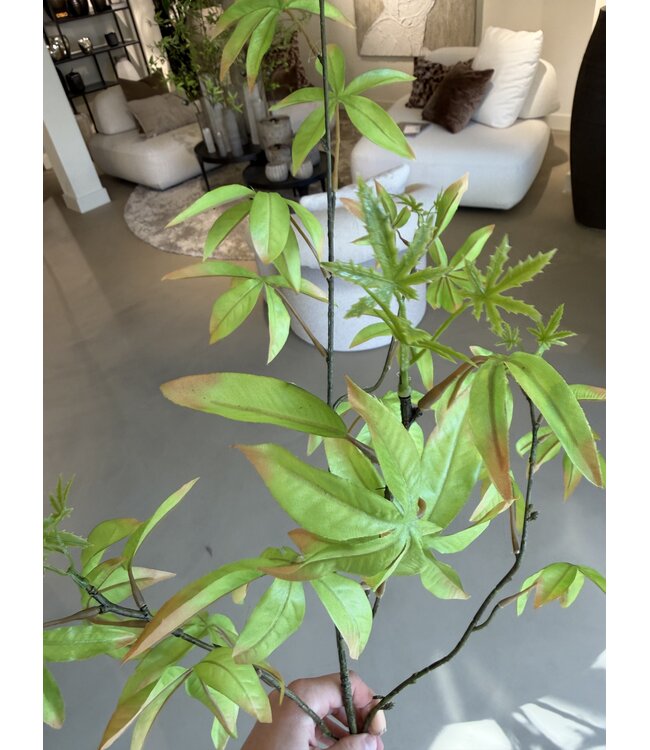 NU PUUR & GROEN Schefflera Branch Green | 117 cm