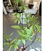 NU PUUR & GROEN Rama de Schefflera Verde | 117 cm