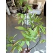 NU PUUR & GROEN Schefflera Tak Groen | 117 cm NU PUUR & GROEN Schefflera Tak Groen | 117 cm
