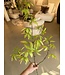 NU PUUR & GROEN Rama de Schefflera Verde | 117 cm