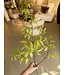 NU PUUR & GROEN Schefflera Tak Groen | 117 cm
