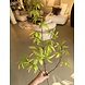 NU PUUR & GROEN Schefflera Branch Green | 117 cm NU PUUR & GROEN Schefflera Branch Green | 117 cm